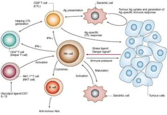 Figure 7: Schematic presentation of NK role in immunoediting theory.  