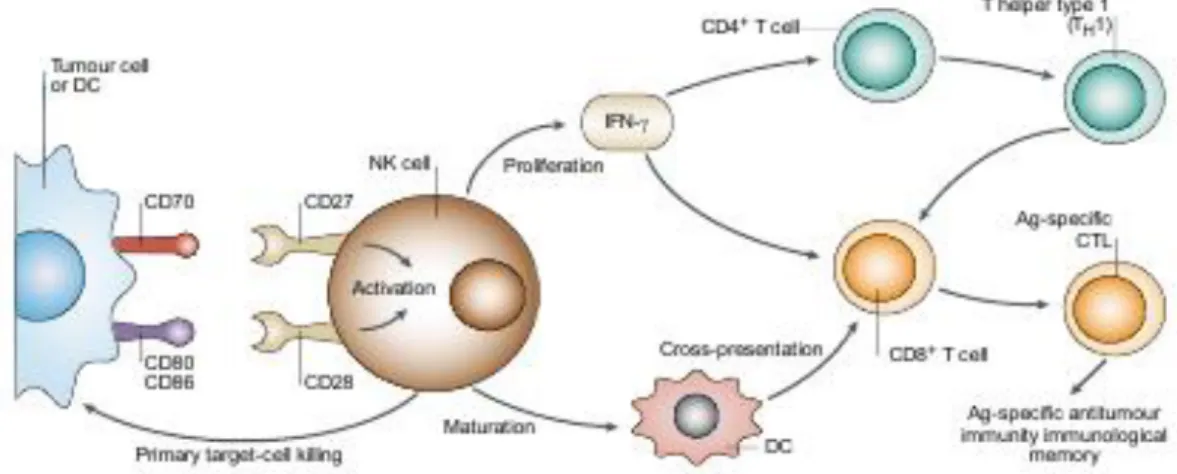 Figure 8. Role of CD56 bright  NK cells and T cell in the interaction between adaptive  and innate system