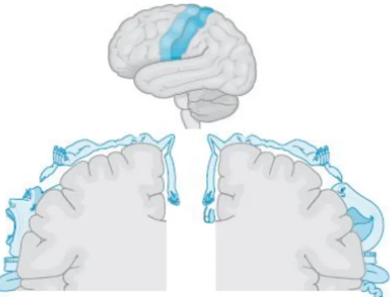 Figura  5  -  Representação  esquemática  das  regiões  do  corpo  humano  refletidas  no  córtex  cerebral  -  mapas  somatotópicos do cérebro (Landgren, 2008) - Homúnculo de Penfield