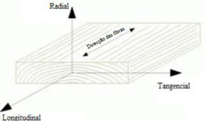 Figura 3 - Direcções principais de simetria da estrutura anatómica macroscópica da madeira  (http://home.utad.pt/~jmcx/nlmbwood/Projecto.htm)