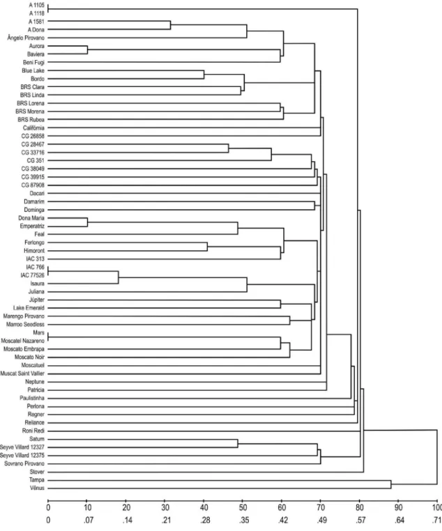 FIGURE 1 - Dendogram representing the  clustering of 60 grapevine accessions by UPGMA method using  seven microsatellite markers.