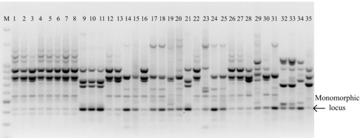 TABLE 2 -  Sequence, amplification products, polymorphism percentage, polymorphic information content,  and power of 18 ISSR primers used in 35 genotypes of jaboticabeira (Plinia sp.) collected in  the Recôncavo da Bahia, BA.