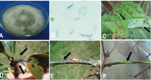FIGURE 1 – A: colony morphology of Colletotrichum horii on PDa + lactic acid 0.1%; B: conidia in  lactophenol cotton blue C; Small, concentric black spots depressed on leaves and a lesion  on the vein in detail D: Black streak on petiole; E: Symptoms in 2-