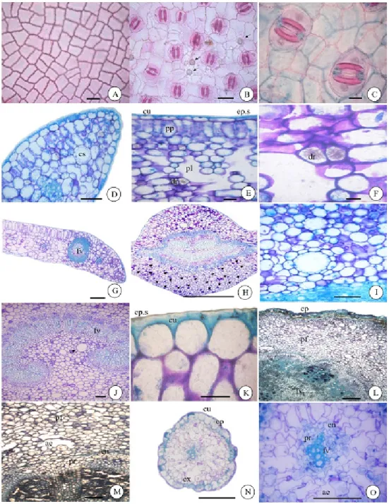 FIGURE 1-Garcinia madruno (Kunth) Hammel. A) Epidermal cells with sinuous contours, adaxial surfa- surfa-ce; B) Sinuous cell walls and druses (arrows), abaxial surfasurfa-ce; C) Parcytic stomata, abaxial  surface; D) Secretory canals in the mesophyll; E) C