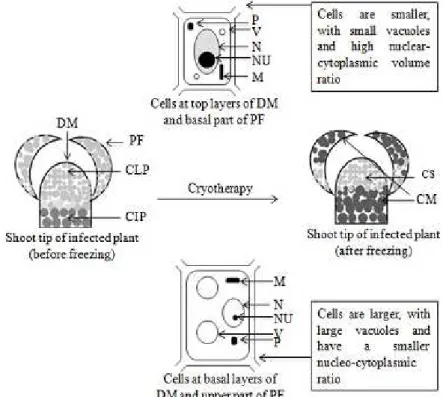 FIGURE 1 - Layout of physical-anatomic differences in cells near and far from the meristematic domein  the apical zone