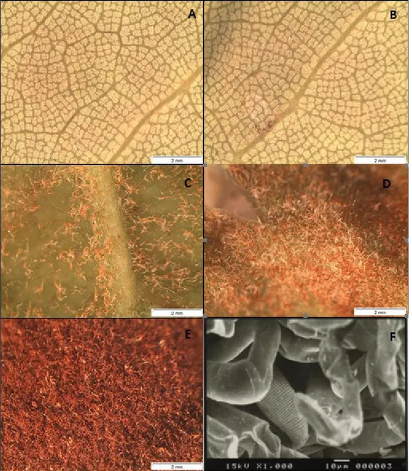 FIGURE 1- Evolution of symptoms (erinosis) caused by Aceria licthii on the abaxial surface of litchi leaves  of Bengal variety (A-E)