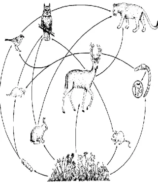 Figure 4 - Food Web 