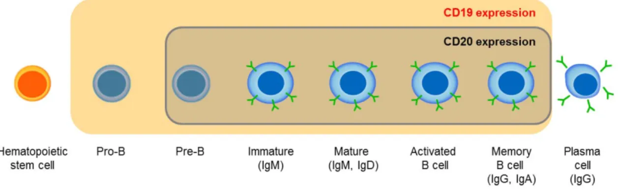 Figure 6. CD19: An Ideal Tumor Target in B-Cell Malignancies.  