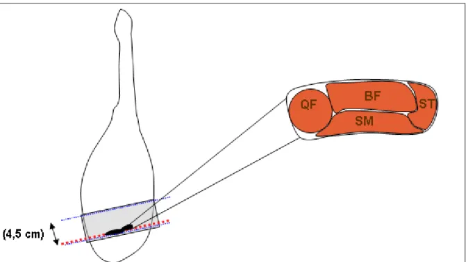 Figura  1  –  Representação  esquemática  da  dissecação  dos  músculos  bíceps  femoris  (BF),  quadríceps  femoris  (QF),  semimembranosus (SM) e semitendinosus (ST) durante o procedimento de amostragem