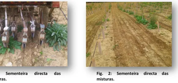 Fig.  2:  Sementeira  directa  das  misturas. 