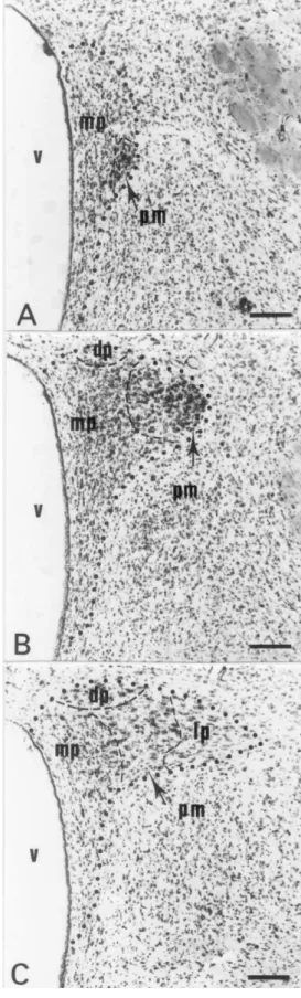Fig. 1. Photomicrographs of Giemsa-stained coronal sections of the paraventricular nucleus (PVN) to show the location of the medial parvocellular division (mp) relative to other PVN divisions