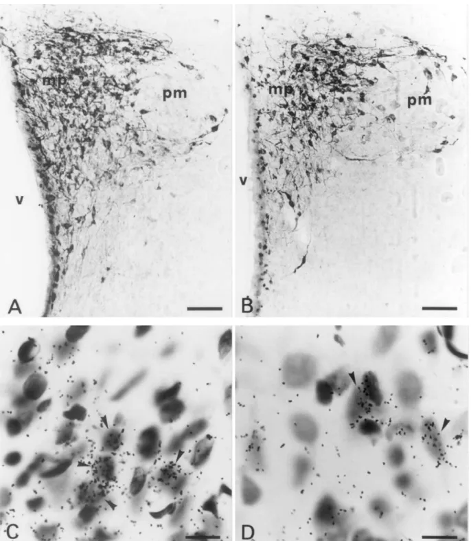 Fig. 3. Photomicrographs from immunostained (A,B) and emulsion-dipped (C,D) sections of the PVN illustrating CRH-producing neurons from representative control (A,C) or ethanol-treated (B,D) rats