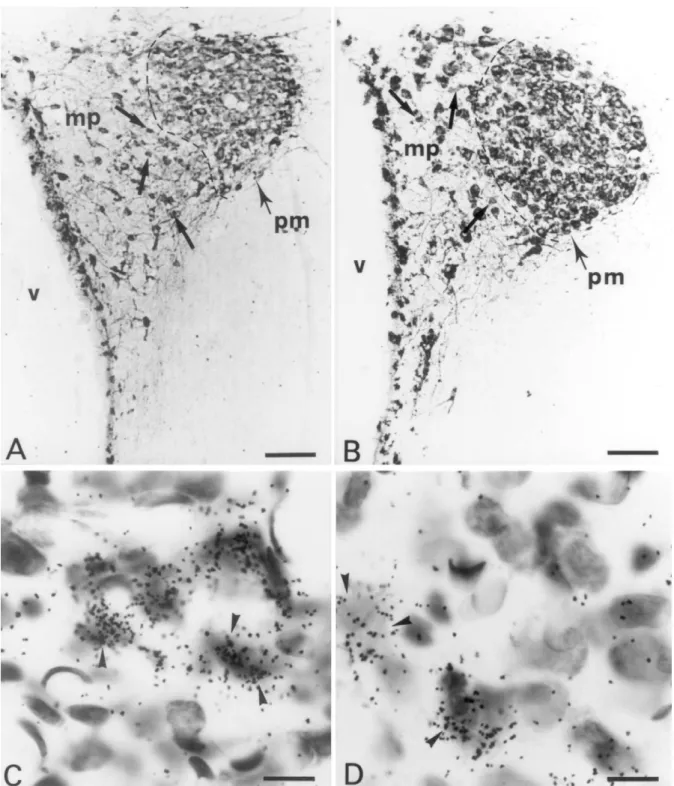 Fig. 4. Photomicrographs from immunostained (A,B) and emulsion-dipped (C,D) sections of the PVN illustrating VP-producing neurons from representative control (A,C) or ethanol-treated (B,D) rats