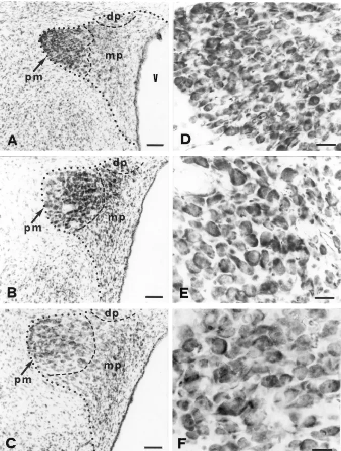 Fig. 1. Photomicrographs of Giemsa-stained glycolmethacrylate-embedded sections through the paraventricular nucleus (PVN) of rats from the control (A), ethanol-treated (B) and withdrawal (C) groups