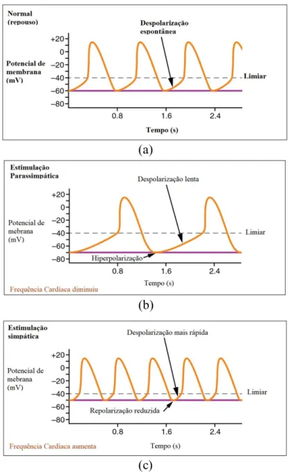 Figura 2.9 - A onda de despolarização em ritmo sinusal normal mostra uma FC em repouso estável(a)