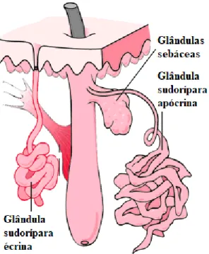 Figura 2.10 - Representação esquemática das glândulas sudoríparas. Adaptada de [31]. 