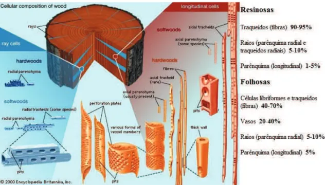 Figura 2 - Estrutura microscópica e distribuição das fibras presentes na madeira.  15