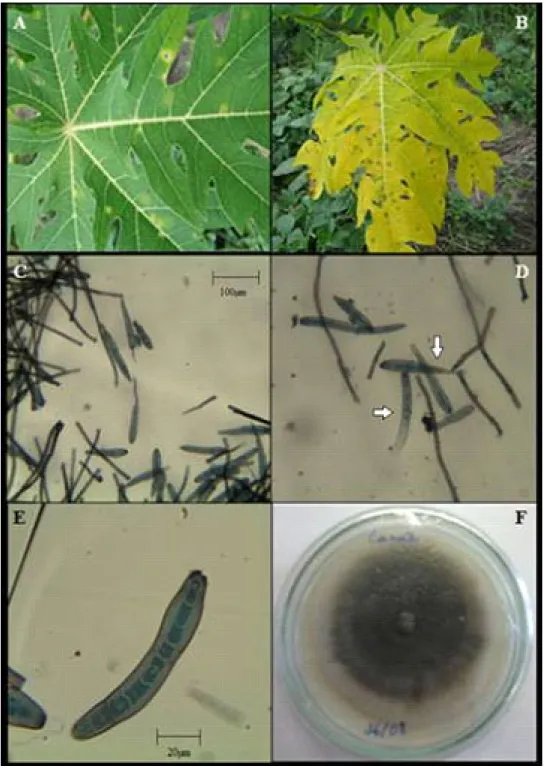 Figure 1. Characteristic lesions of C. cassiicola on papaya leaves: Initial symptoms (A) and generalized lesions  on older leaves, showing strong yellowing (B); Structures of fungus C