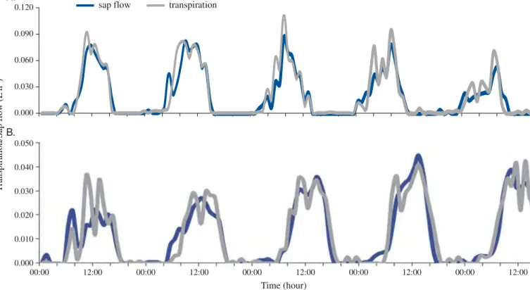 Figure 1 . Path of the transpiration measurements taken by means of weighing lysimeters and from sap flow observation, as determined by the stem heat balance method in mango plants (A) and orange plants (B)