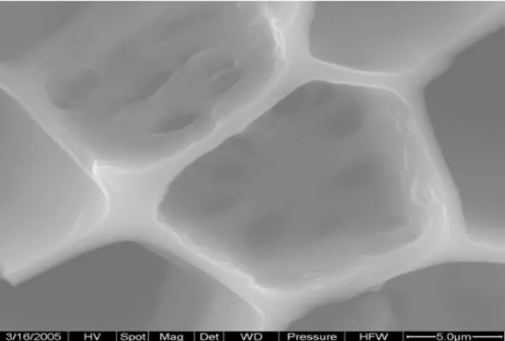 Figure 1. Photomicrograph of the electronic structure of a charcoal (Leij et al., 2006)