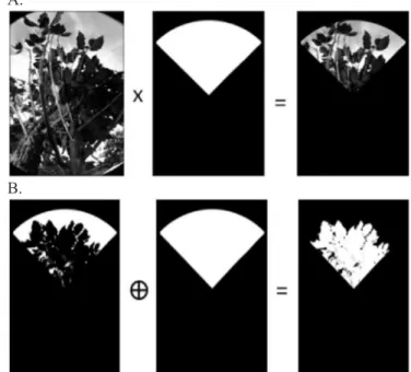 Figure 4. Image processing (A) to obtain the sector  image and (B) to get the threshold for separating leaves  from the background