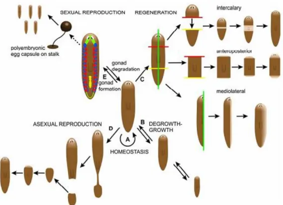 Figure 1 – Planarians regenerative, reproductive and homeostasis capacities.  