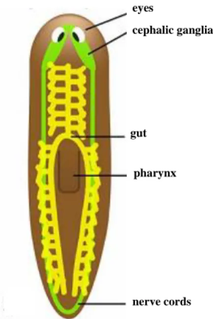 Figure 2 – Planarian anatomy.  
