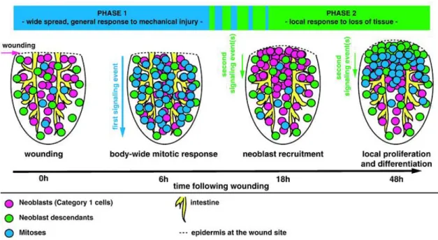 Figure 3 – Model of planarian neoblasts wound response.  