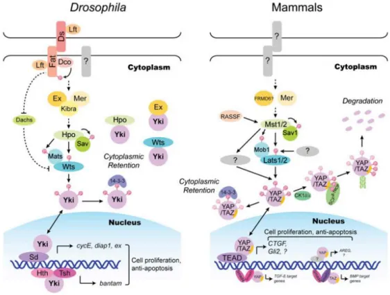 Figure 4 – Hippo pathway signaling in Drosophila and mammals.  