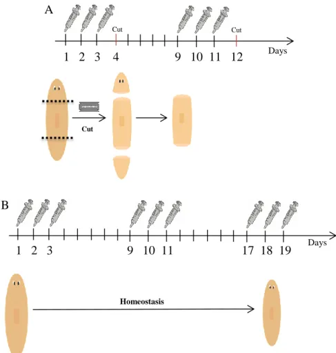 Figure 5 – dsRNA injection procedure.  