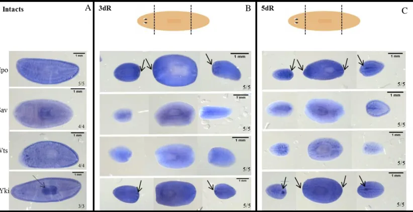 Figure 7 – Hippo pathway inhibition phenotypes in regenerating animals. 