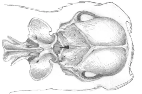 Figure 3 – Anatomical landmarks for cerebellomedullary cisternal stem cell  transplantation in the dog, dorsoventral view of the cerebellomedullary cistern region 