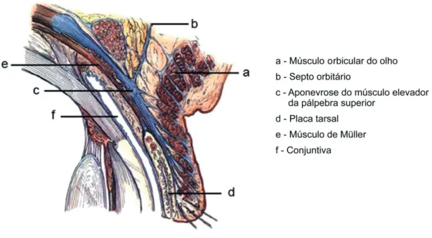 Figura 1 - Corte sagital da pálpebra superior evidenciando as estruturas presentes nas duas lamelas palpebrais  (Dutton, Gayre and Proia 2007)