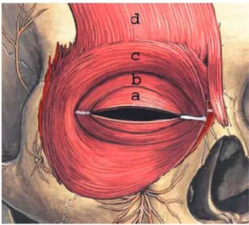 Figura 2 - Músculo orbicular do olho, mostrando as suas divisões (Dutton 1994).