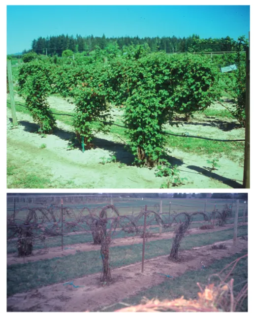 FIGure 10- Trailing blackberry with leaves (upper photo), and dormant plants tied to the trellis (lower).