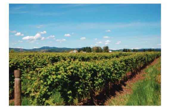 FIGure 11- large planting of ‘Marion’ trailing blackberry in oregon for processing. 