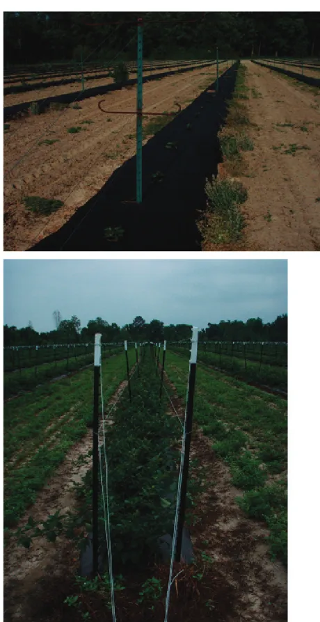 FIGure 2- newly established ouachita erect blackberries on black plastic mulch; upper picture just planted,  lower picture after growth has begun