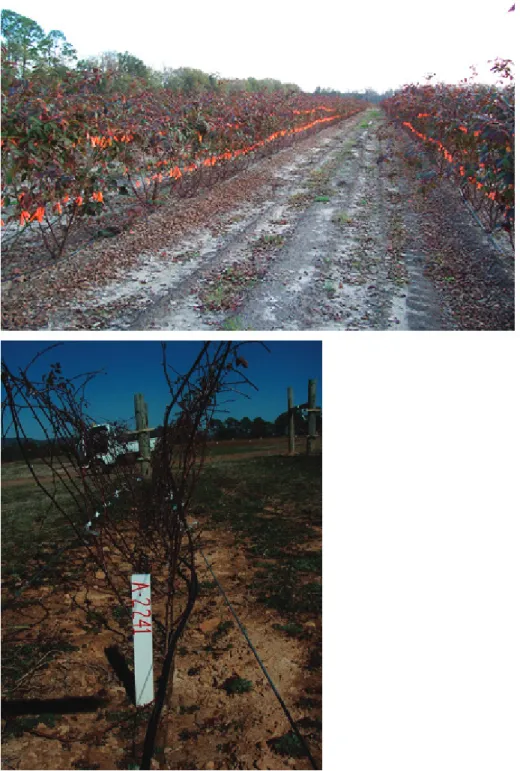 FIGure 3- First year complete-season growth of ouachita tied to the trellis for fruiting the next season  (upper photo)