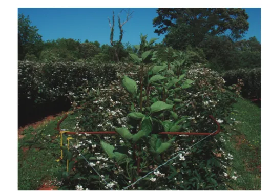 FIGure 4- erect primocanes on a mature ouachita plant at tipping height of about 1.2 m