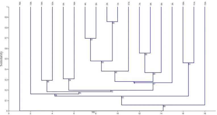 Figure 3. Similarity dendrogram constructed based on the sequences of bands obtained by primers FGPH19, PolR,  PolF-GC and AQUER, for the  nif H, by DGGE technique through the Jaccard coefficient and by the method of UPMGA  with bootstrap 1000 times