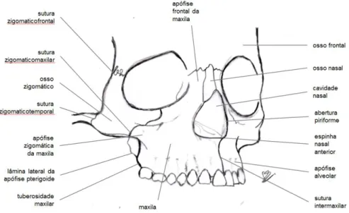 Figura  1  –  Representação  anatómica  da  maxila  e  ossos  vizinhos  (ilustração  do  autor  adaptada  dos  desenhos  anatómicos de Netter [23]) 