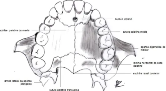 Figura 2 – Vista oclusal do palato ósseo (ilustração do autor adaptada dos desenhos anatómicos de Netter [23]) 