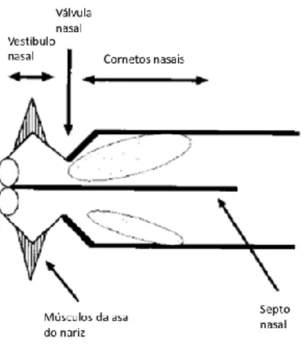 Figura 10 – Representação esquemática da válvula nasal. Adaptado de Ronald Eccles 2000 [57] 