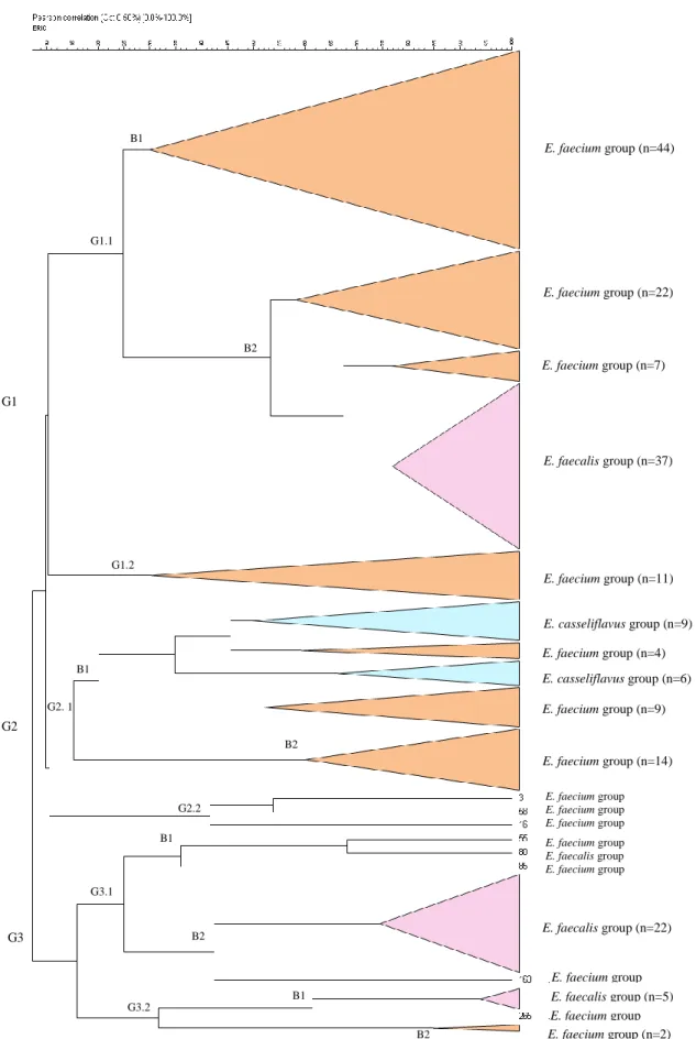 Figura 3 - Dendrograma construído de acordo com as identificações dos 200 isolados de Enterococcus  sp., usando o coeficiente de correlação de Pearson e o método UPGMA para a formação dos grupos ou  clusters