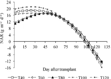 Figure 1 shows the values of NAR (net assimilation rate)  for tomato crop. A distinct pattern was observed from the 1 st to the 60 th  DAT in all treatments, whereas a similar pattern  appeared in the second half the cycle