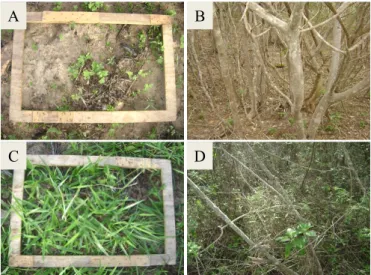 Figure 2. Soil vegetal cover in the Jatobá Watershed: Dry  period with pasture cover ( Brachiaria decumbens ) (A),  Dry period with Caatinga cover (B), Rainy period with  pasture cover ( Brachiaria decumbens ) (C), Rainy period  with Caatinga cover (D)