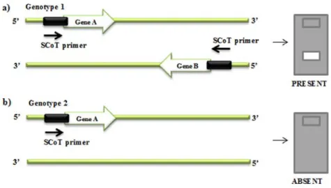 Figure I.4 – Schematic representation of SCoT marker amplification. (a) The SCoT marker is generated after  binding of the primer to a complementary sequence in both DNA strands at a distance suitable for PCR  amplification; (b) no amplified product is obs