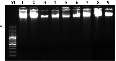 Figure II.1 – Genomic DNA samples isolated from: 1) needles; 2) Ph; and 3) DX of P. pinaster; 4) needles; 5)  DX; 6) Ph of P