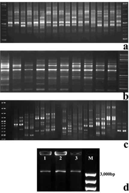 Figure II.2 – Agarose gels stained with ethidium bromide showing: a) ISSRs amplified with primer 836 (5’- (5’-AGAGAGAGAGAGAGAGYA-3’ from the set9/100 of University of British Columbia) and b) SCoTs produced  by primer SCoT3 (Collard and Mackill 2009), both