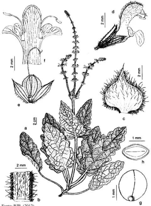 Figura 2 – Salvia sclareoides Brot. 